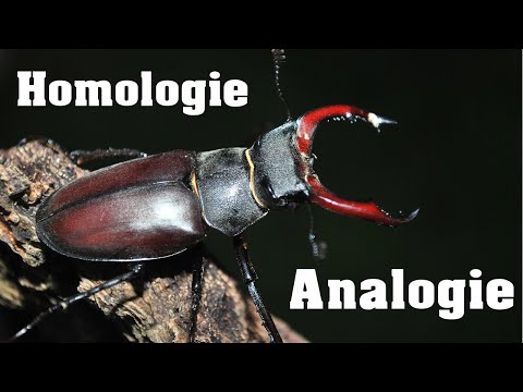 Evolution: Homologien vs Analogien