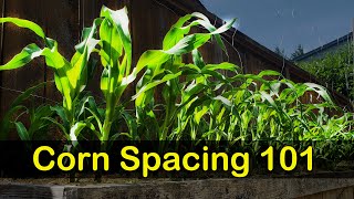 Corn Spacing 101 - Garden Quickie Episode 8