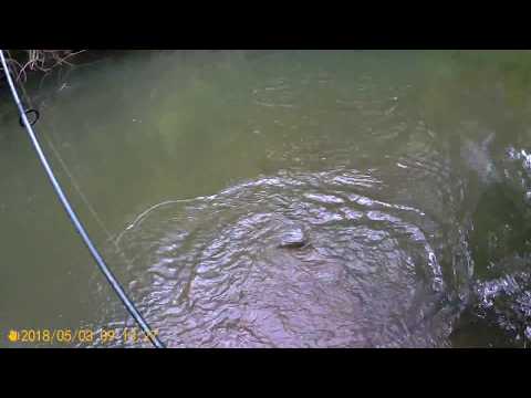 Trout Fishing Spinning Shimano /майска пъстърва