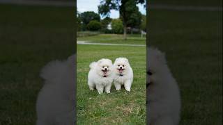 Download lagu Small Puppies Funny Playing Video #puppy #cute #dog #funny #viral #shorts mp3