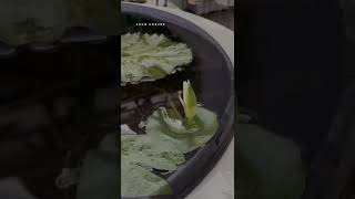 Download lagu Srikandi Psht Cantik #srikandipshtcantik #srikandipsht1922 mp3 Download lagu Srikandi Psht Cantik #srikandipshtcantik #srikandipsht1922 mp3