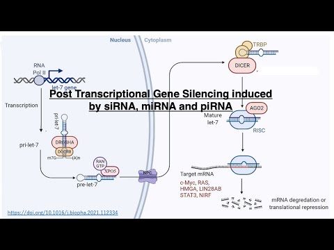 RNA interference: Post transcriptional gene silencing induced by siRNA, miRNA, and piRNA.