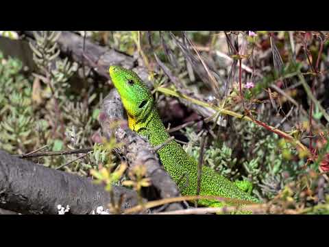 Balkan Green Lizard (Lacerta trilineata) in Herzegovina