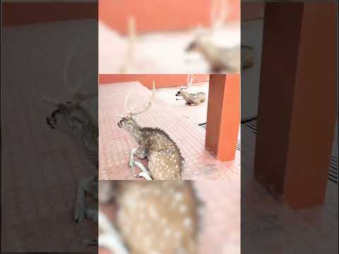 Andaman nicobar ross island