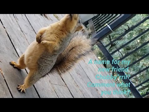 (Come on Squirrel)My friend Choochoo wild Squirrels ⛔ Stop hunting Squirrels please.