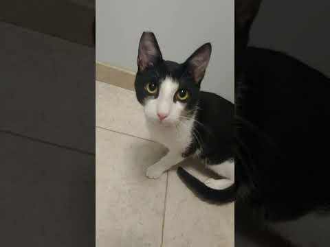 How to Tame Your Darien - Working on a semi-feral rescue cat's social skills