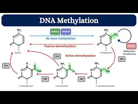 DNA Methylation Sequencing: Role of Targeted Bisulfite Techniques & CpG Analysis | Molecular Biology