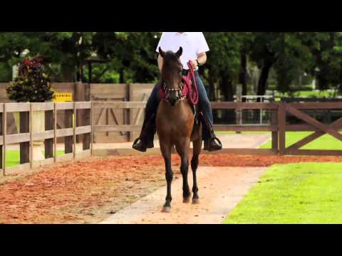 Faraona Royal (Arboleda Horses)