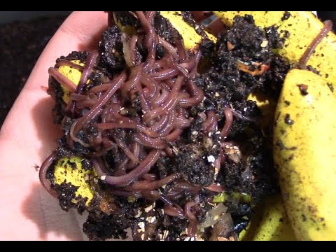 Another Beautiful Worm Ball - First Time Feeding Blended Food - Worm Bin 1