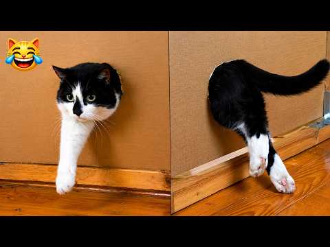The Funniest Cats and Dogs Ever Recorded 😹🐶