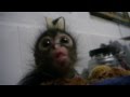 Baby Monkey Feeding Time 