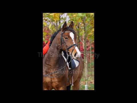 DR, Wallach, 148cm, *2008, The Braes My Mobility x Wolkenstein II