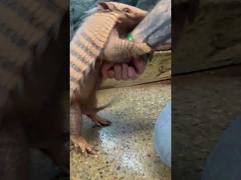 My Armadillo Got a Little Too Excited 😬 #shorts