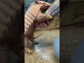 My Armadillo Got A Little Too Excited Shorts