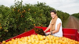 Com inovação e criatividade, citricultores aumentam seus ganhos com o mercado de fruta de mesa