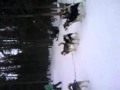 dogs barking before dogsledding (meredith)