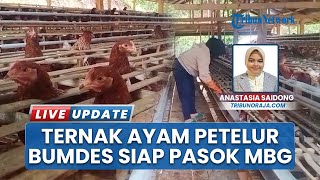 Program Ketahanan Pangan, BUMDes Tana Toraja Kembangkan Peternakan Ayam Petelur untuk MBG Gratis