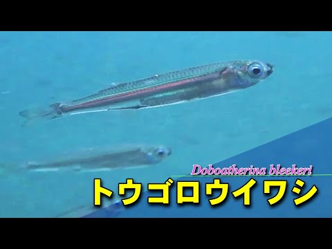 トウゴロウイワシの水中映像