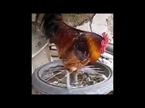 Horoz Spor Yapmasın Mı ?