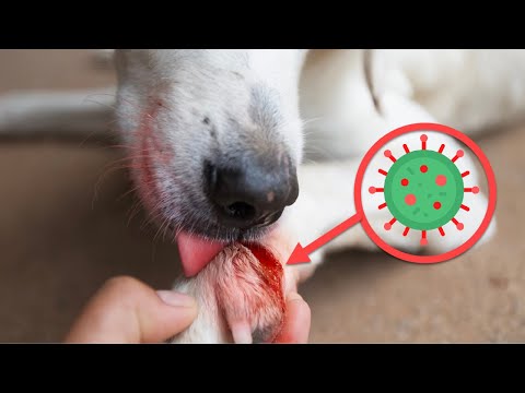 Why Dogs Lick Their Wounds  ?
