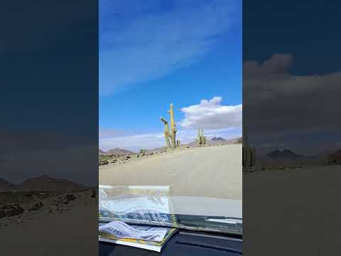 Salta. Ruta 40. Cachi a Cafayate. Acceso a Molinos. Cardones. Argentina 🇦🇷