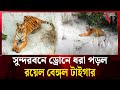 সুন্দরবনে ড্রোনে ধরা পড়ল রয়েল বেঙ্�