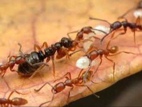 Zé Mulato e Cassiano - Previsão do Tempo - Sertaneja Classe A.