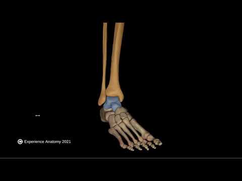Ankle Joint