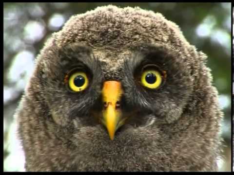 Belarusian mires are under theat of destruction | Film Studio Aves