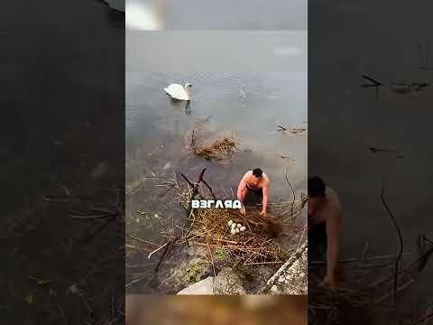 ЛЕБЕДИ позвали ЧЕЛОВЕКА?