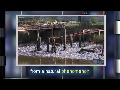 News Words: Phenomenon