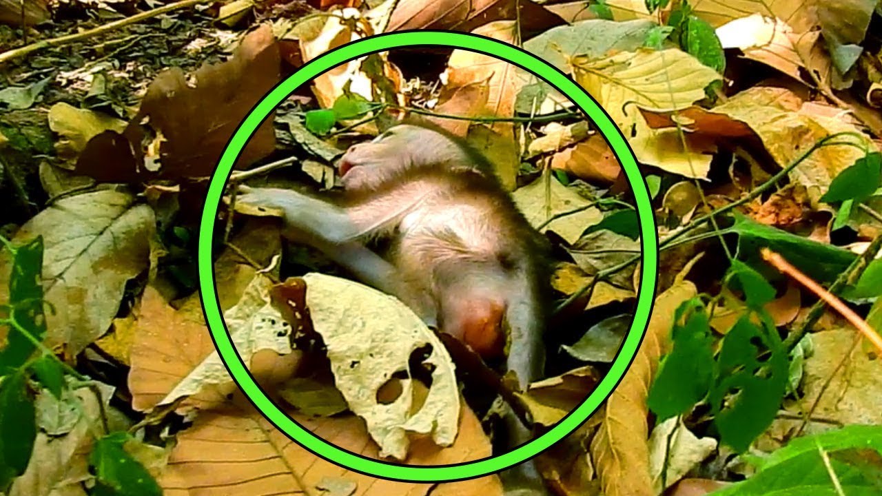 Breaking News, Slim Escaping From Cabzillar Troupe Invasion,Falling Baby & Left Him Alone,Baby Cry