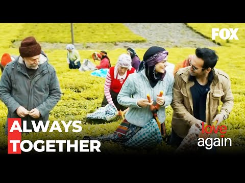 Sekercizade And Taskın Families Collect Tea - Love Again Episode 48