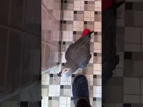 Apollo Learned to Knock 🚪