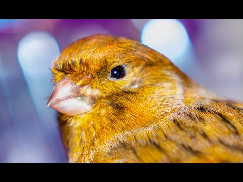 Canary singing training  video collection