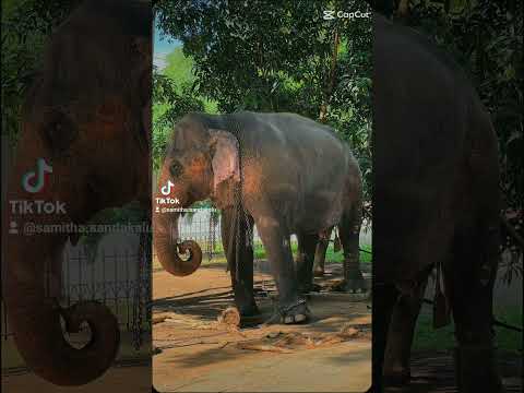 🌼❤️🐘 Samitha Sandakalum photography 😍😍#trending #tiktok