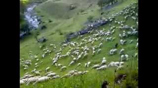 preview picture of video 'Pecore al pascolo Pagliari Carona 1'