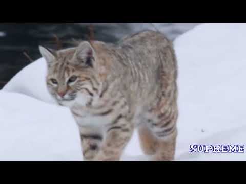 Cat vs Duck - Cats and Ducks playing funny Videos