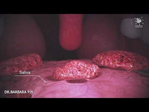 How does your body turn food into the poop Human digestion system in human beings|English subtitle