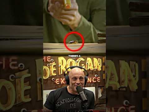 Joe Rogan on the Bug-A-Salt Gun