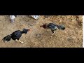 Aseel Murga Fight
