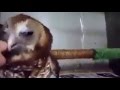 OWL you need is LOVE ) 