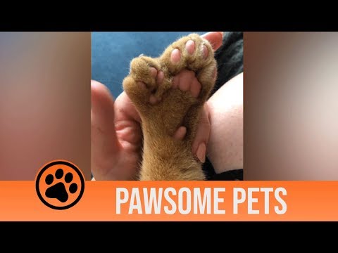 Meet the cat who has extra paws | Pawsome Pets