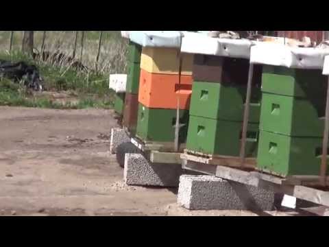 Att anlägga en bigård