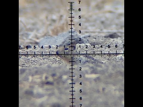 FX Impact .22 vs FX Impact .30 Hunting Squirrels