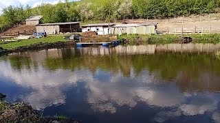 По выращивание африканского сома в пруду