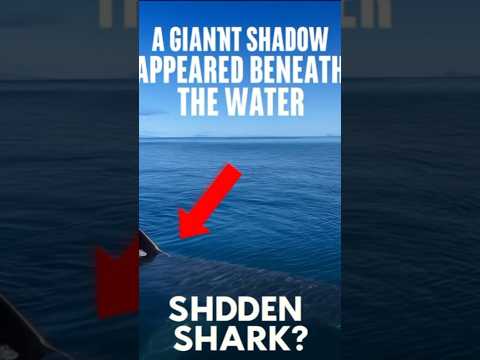 a giant shadow appeared beneath the Water#shark#ocean#viral#sharkattack