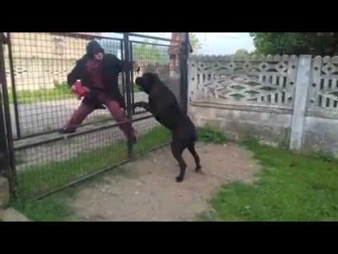 Cane Corso ATTACK Astor ! Odgajivacnica Imperia Nero Kennel Nis,Srbija