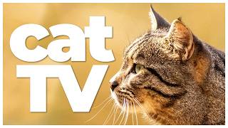 Cat TV: 10 Hours of Bird Watching, Nature Scenes & Relaxing Cat Music 🐦🌿🎶 | Entertainment for Cats