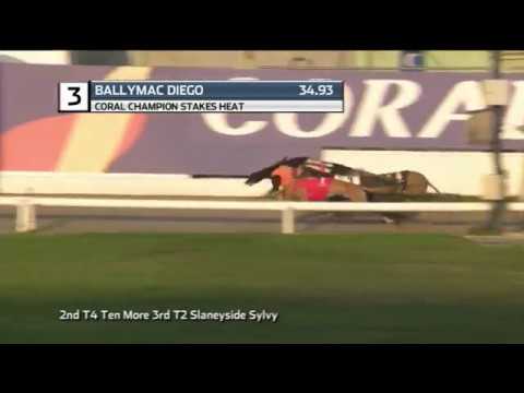 2019 CHAMPION STAKES - HEAT 1 - T3 BALLYMAC DIEGO